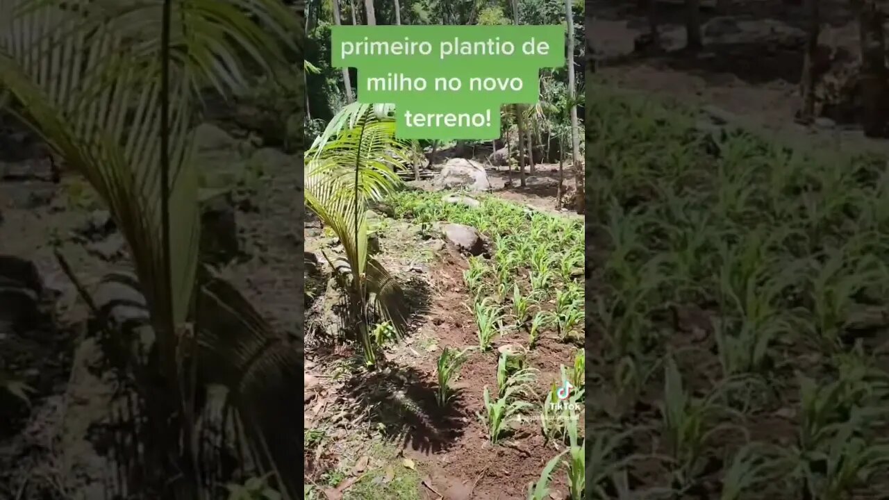 momentos no reino - milho crescendo!