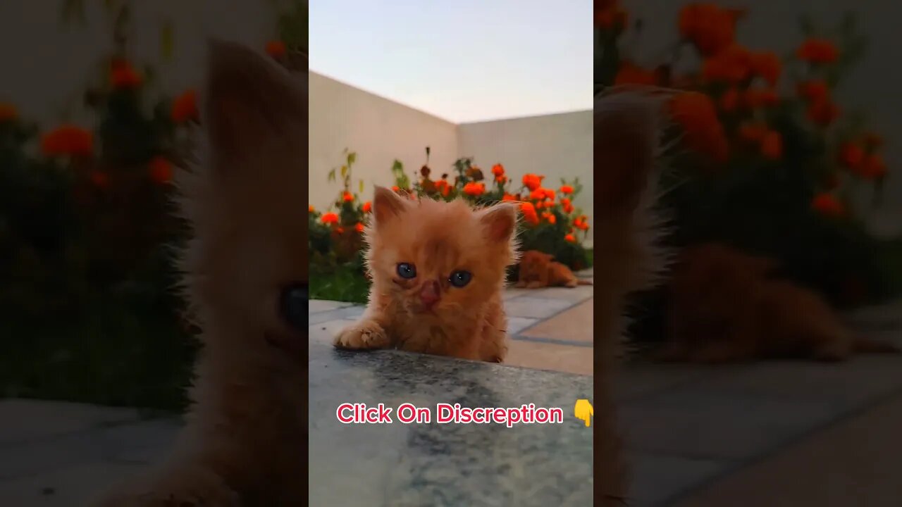 Cute Cats😘🥰#cats#cutecat#cutecatshorts#pets#cutepets#funnycats#viral#tiktok#viralvideo#funnycats