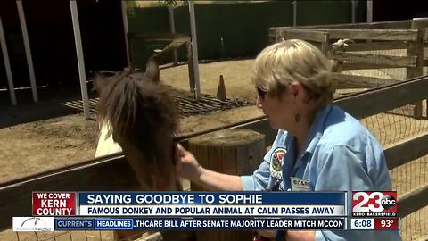 CALM's beloved donkey "Sophie" dies after 35 years at the zoo