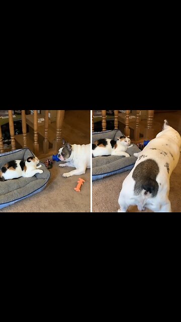 Frenchie Tries To Befriend A Grumpy Cat