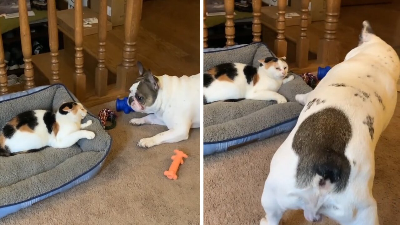 Frenchie Tries To Befriend A Grumpy Cat