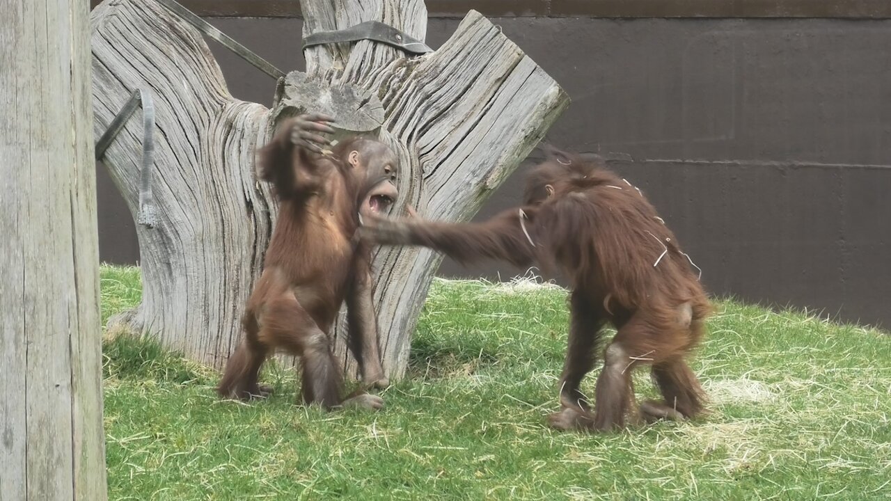 Funny baby orangutans hilariously slap each other