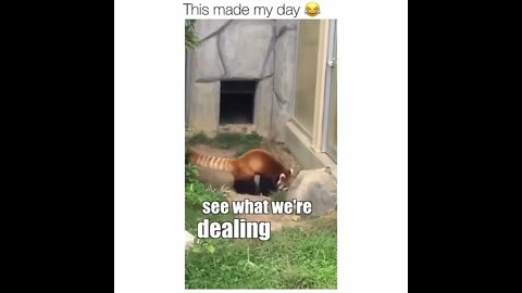 😂 Credits to @funnyhoodanimals on Instagram. #shorts #shortsvideo #funny