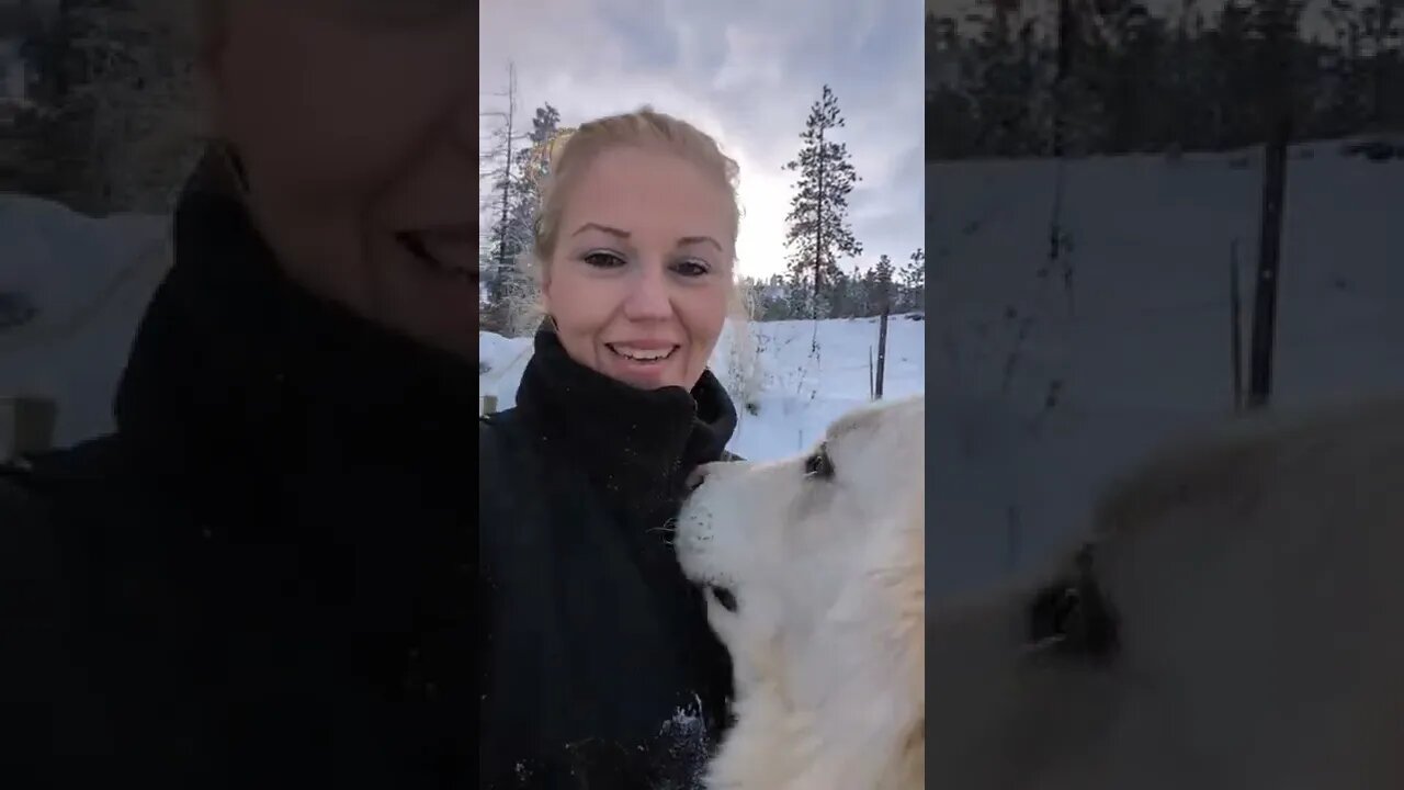 😂 Don't leave the gate open! #goats #homesteading #farmlife #lol #fyp #pnw #snowday #greatpyrenees