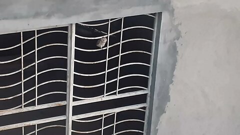 Evening routine of baby owl