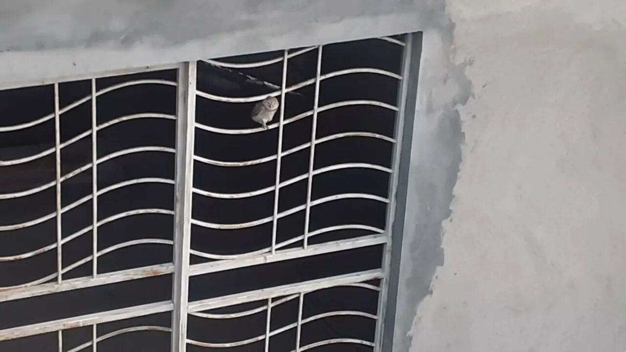 Evening routine of baby owl