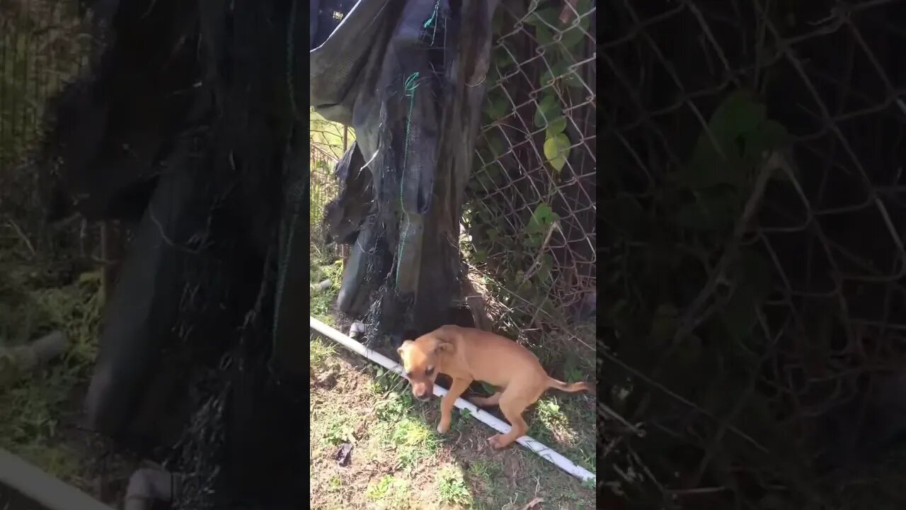 Conquering puppy’s fear of sheep