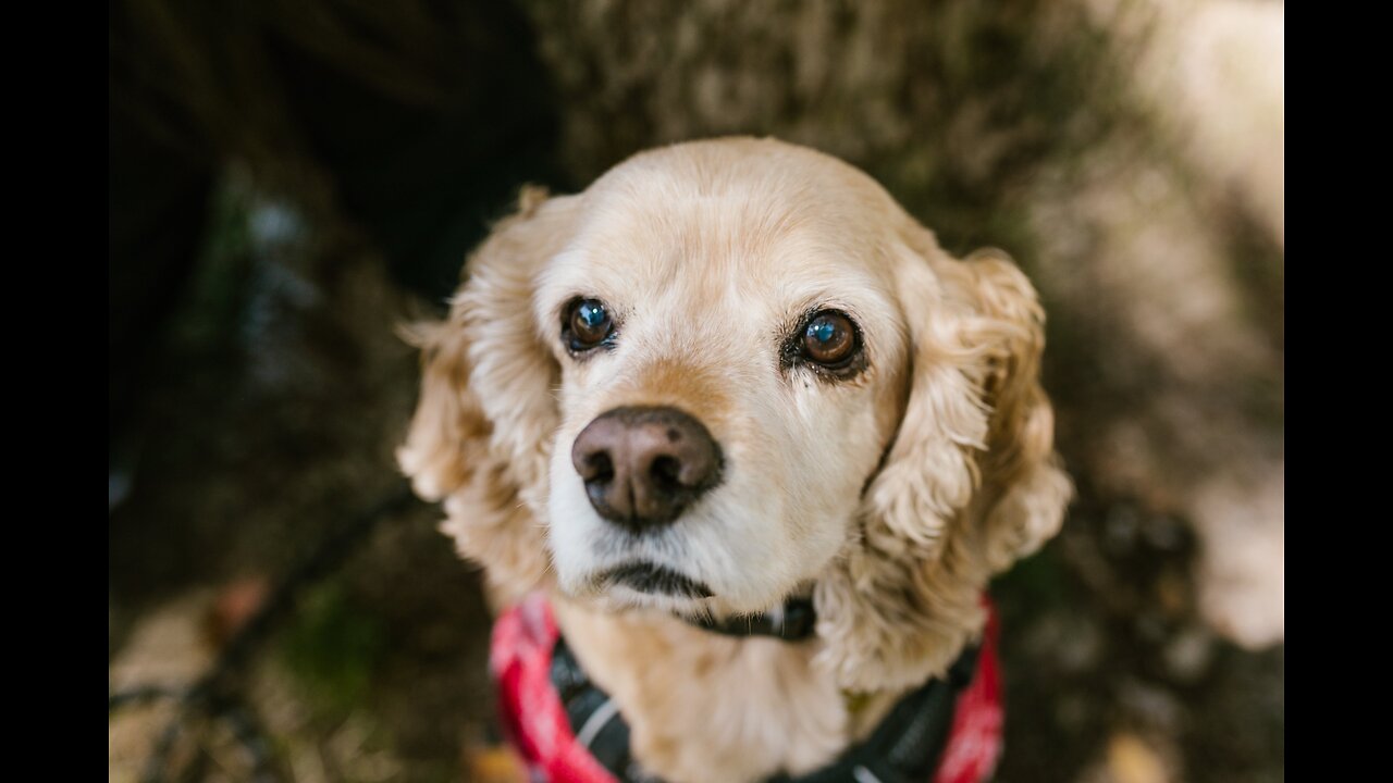 Cocker Spaniels - Quick Intro & Caring Tips !