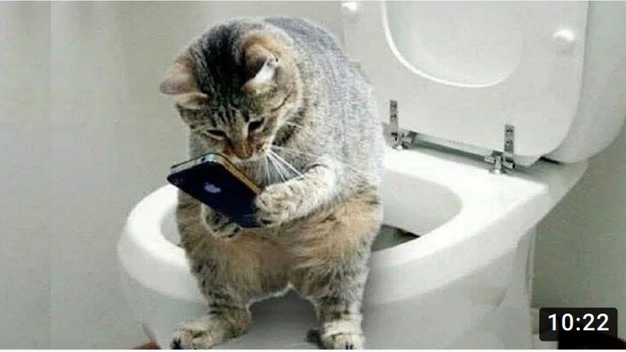 HILARIOUS cat dancing in front of mirror etc...