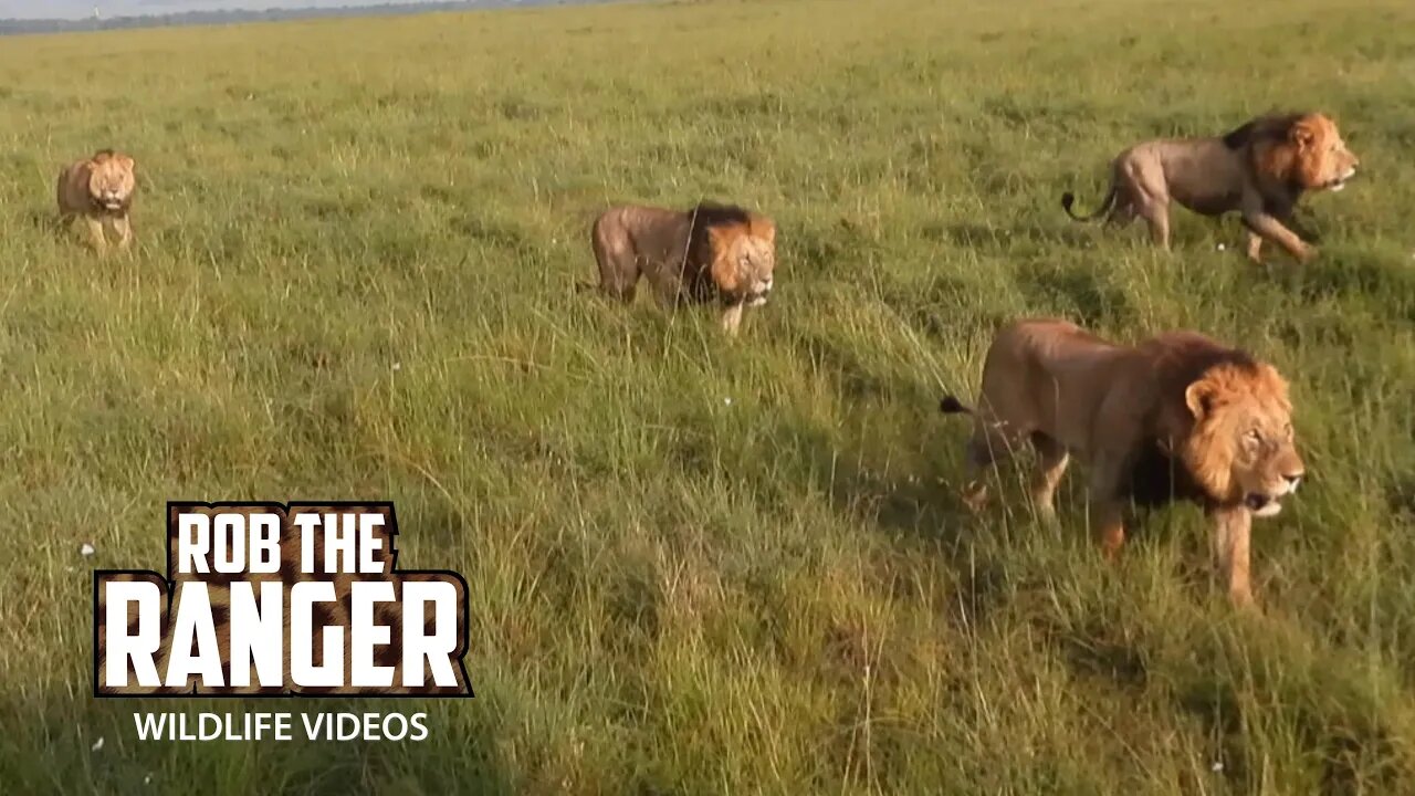 Rival Territorial Lion Coalitions Meet Near A Buffalo Meal | Maasai Mara Safari | Zebra Plains