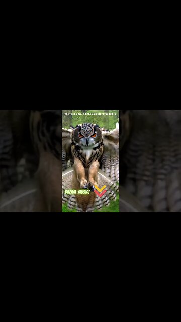 🌿 Relax With the Owl: Tai Chi Music for Inner Balance and Serenity with nature