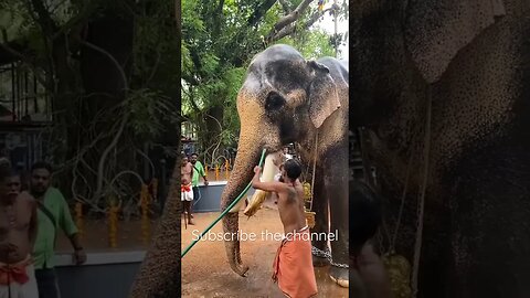 Cute Hathi bathing #entertainment