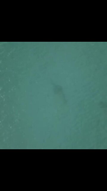 Drone captures images of marine life at Fort Pierce Inlet