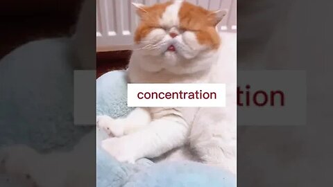 CAT VIDEO