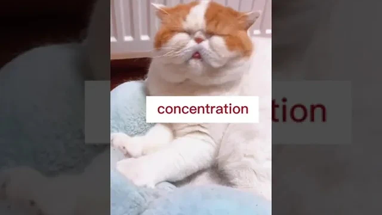 CAT VIDEO