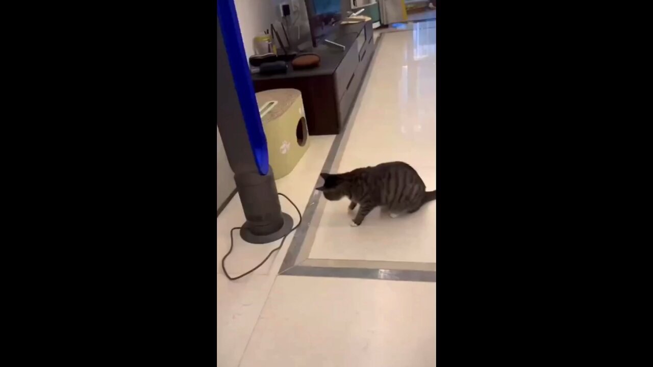 funny cat 😺 video