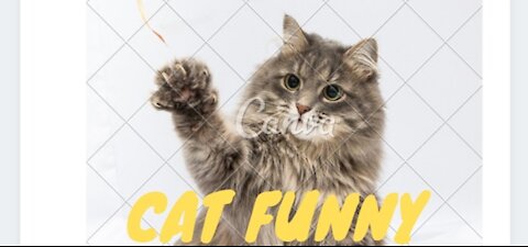 cats very fun