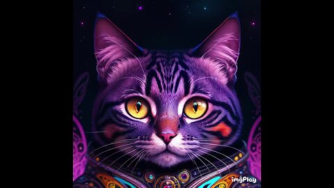 Cute Cat Picture ☯️