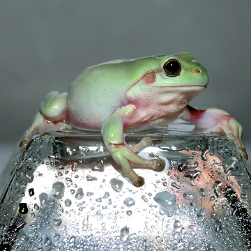 Whitetree Frog
