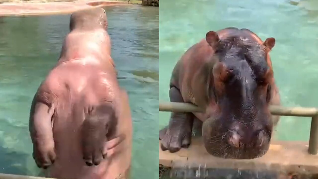 Fat little hippopotamus