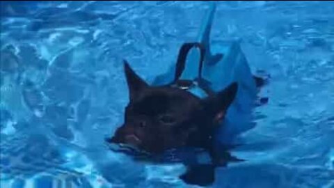 Cagnolino nuota in piscina travestito da pericoloso squalo