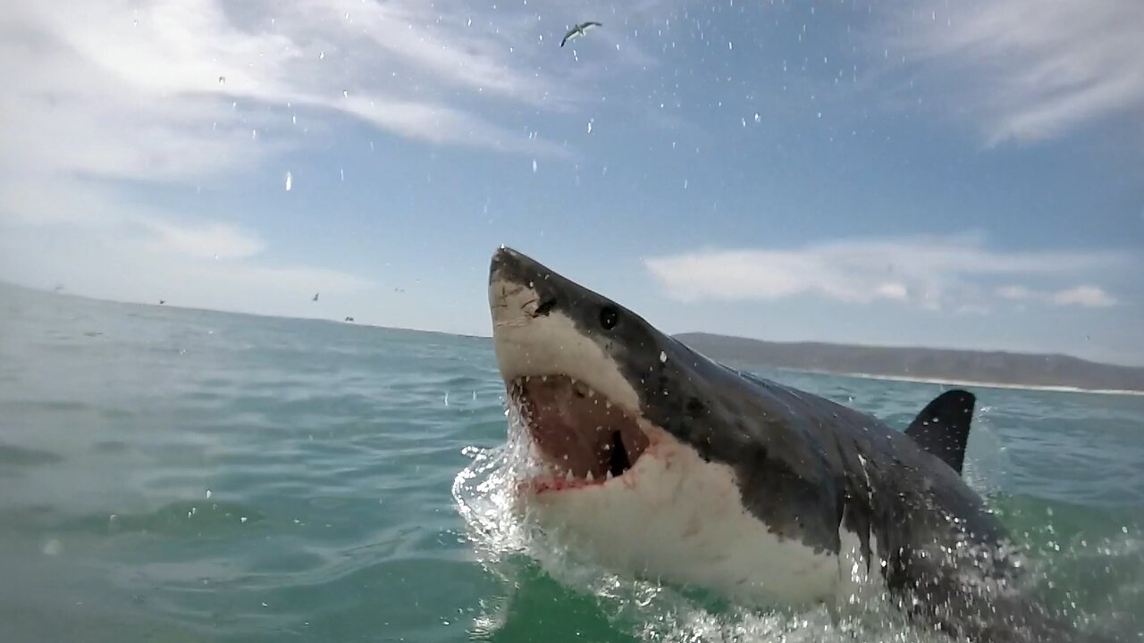 12 Foot Tiger Shark Punched by Surfer in Attack