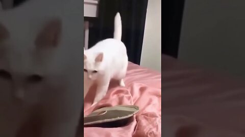 funny cute pet4