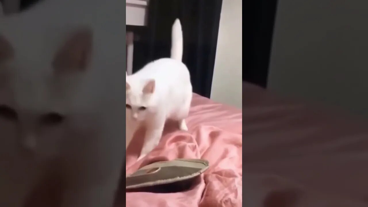 funny cute pet4