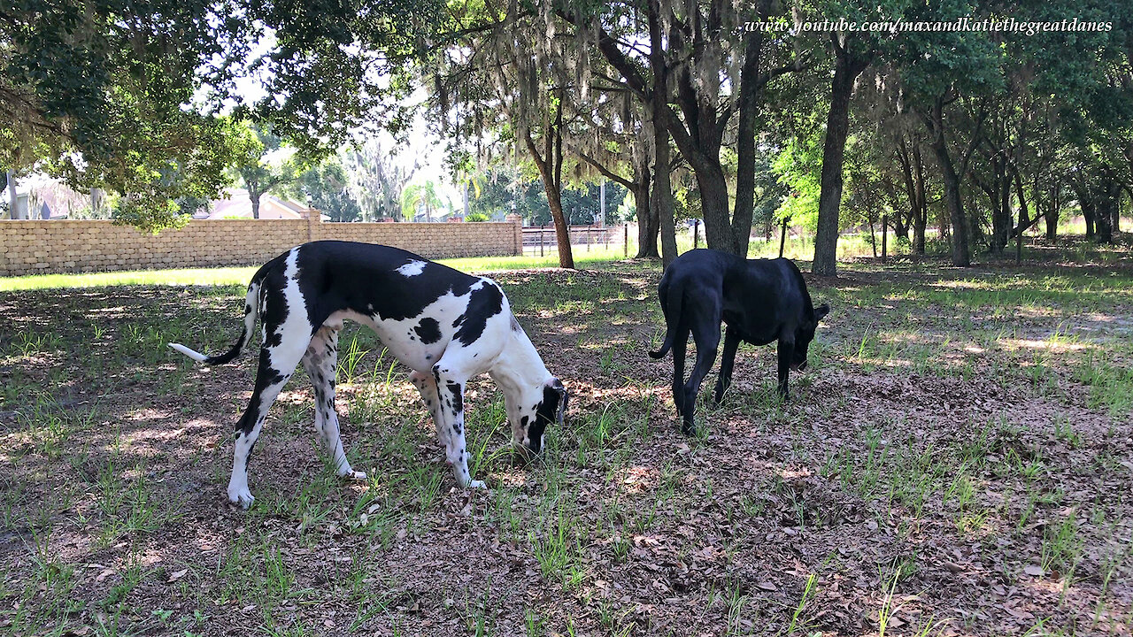 Grazing Great Danes Enjoy Their Morning Walk at Casa Bella Estate