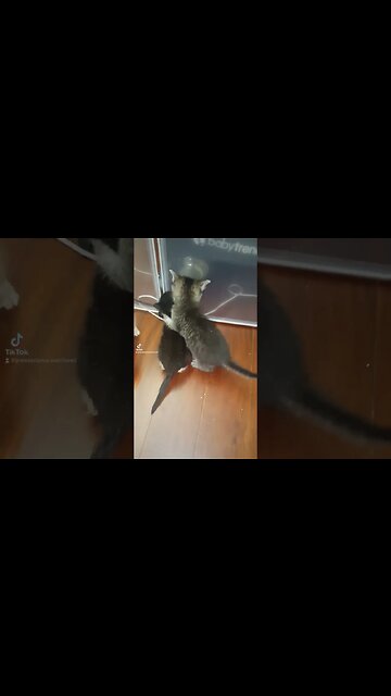 Itty Bitty kitty Battle