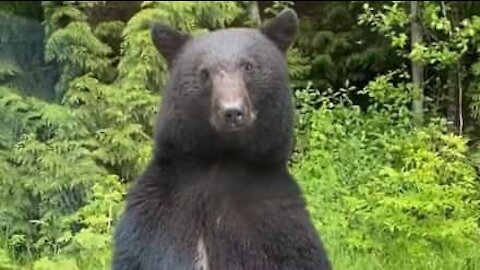 Urso curioso coloca-se em pé para ver interior do carro