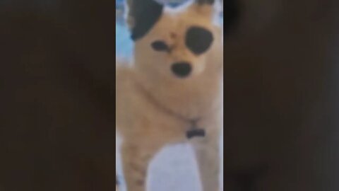 dog is ?