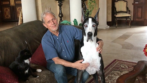 Happy Senior Great Dane Plays Catch and Gives Kisses