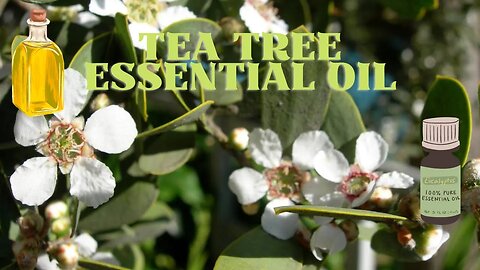 Tea Tree Essential Oil