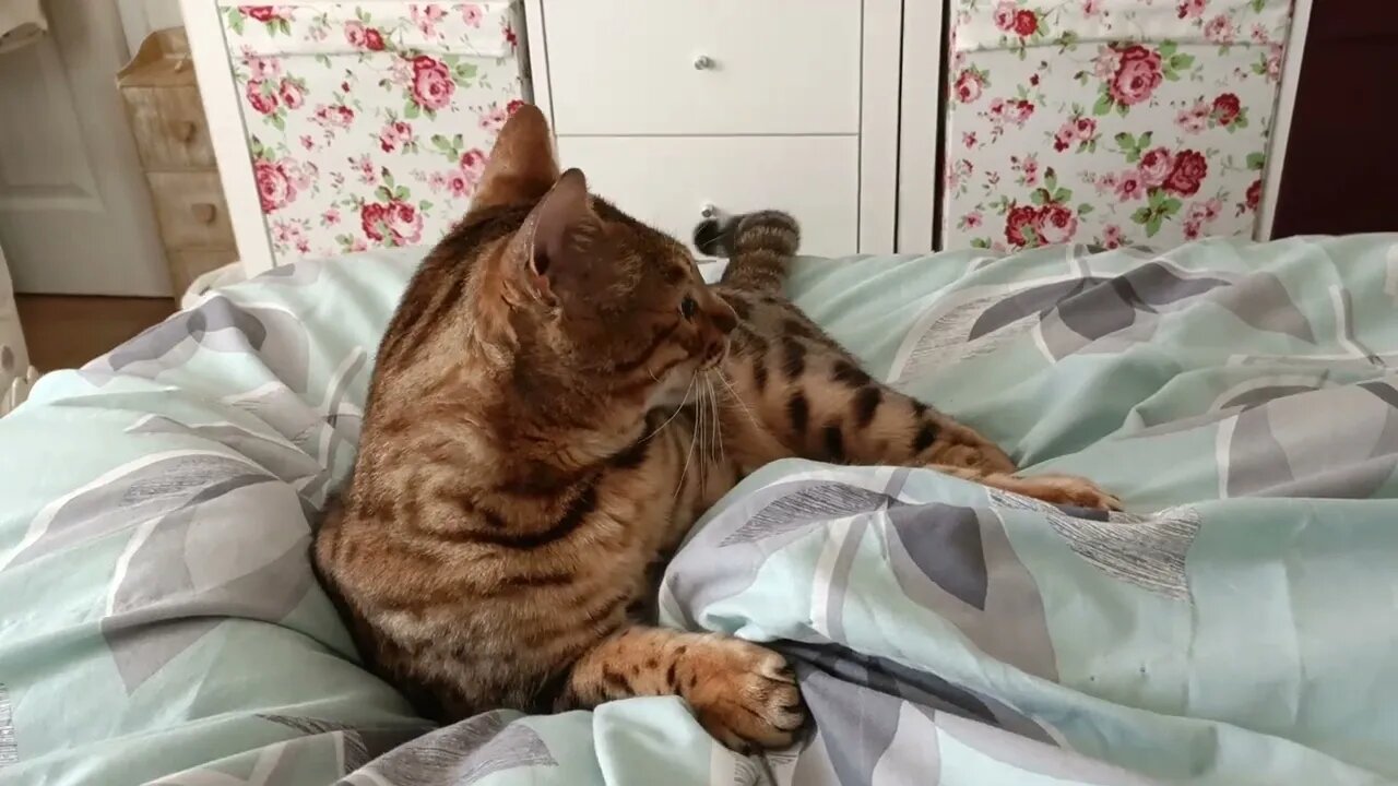 Bedford vs feet under the blanket