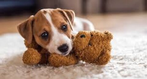 Funniest 🐶 Dogs and 😻 Cats - Awesome Funny Pet Animals Life Videos