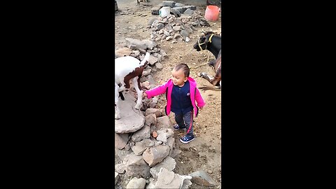 baby Fun with goat 🐐