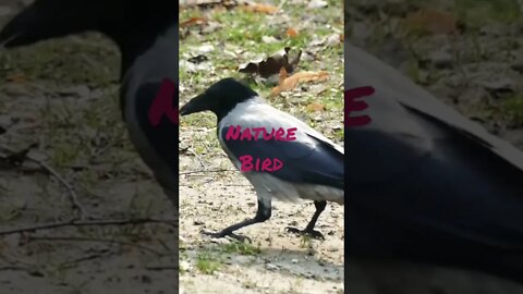 Nature Bird