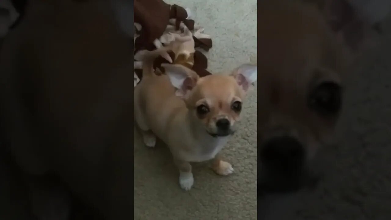 Honey Baby Chihuahua 3 months old Happy Puppy becoming more vocal Sweety Cute Puppy