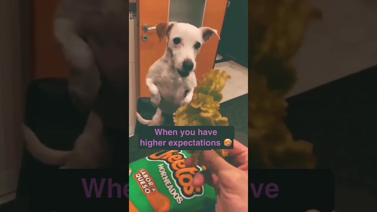 When you have higher expectations. #funnyvideo #justforfun #youtubeshorts #doglover #foodlover #like