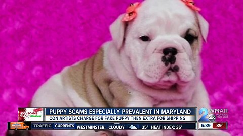 12 Scams of Christmas: Puppy scams