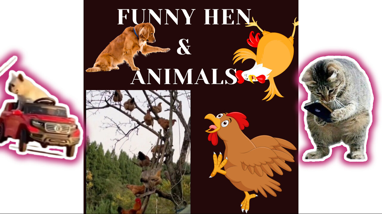 Funny hen 🐓🐔video, Funny animals 🐈‍⬛😹 funny Hen🐓🐈‍⬛😄, funny animals i Part 11