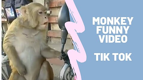 Funny Monkey Videos Tik Tok Manager Videos