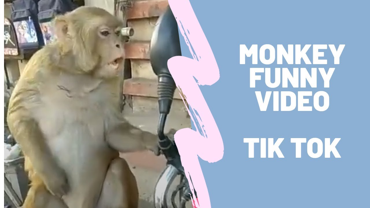 Funny Monkey Videos Tik Tok Manager Videos