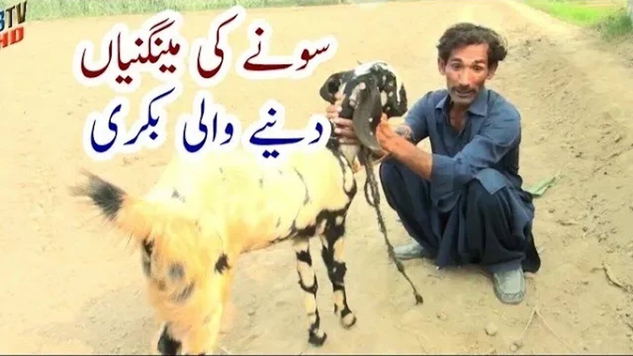 sonay ki manganiya Dene Wali bakri sariki comedy drma sariki funny drma salman jani funny vido zb