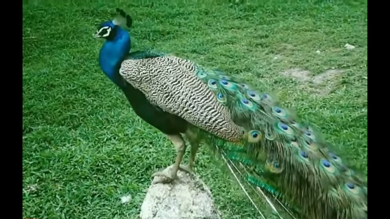 Peacock dance and peacock sound