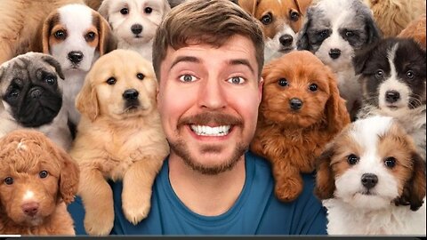 Mr Beast rescued 100 abandoned dogs