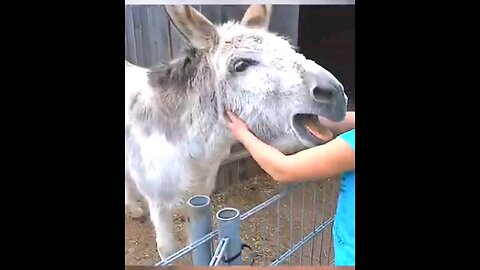 Donkey wants some love