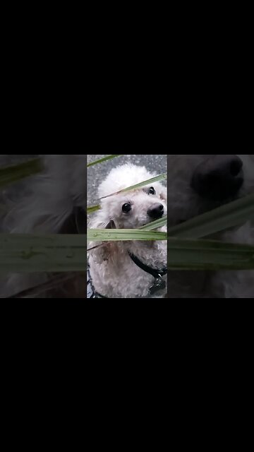 Never just a dog. They are sweet souls that #love unconditionally.