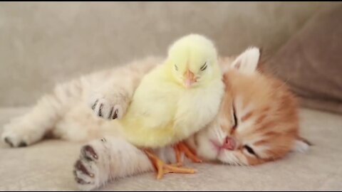 #Cute cat and birds love